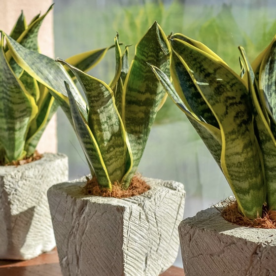 Three snake plants in creative clay pots on light grey grunge background